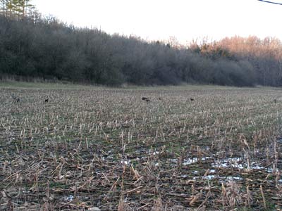 poorboysoutdoors-season-deer-1